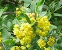 Berberis vulgaris12