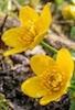 Caltha