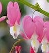 Dicentra