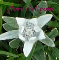 Edelweiss3