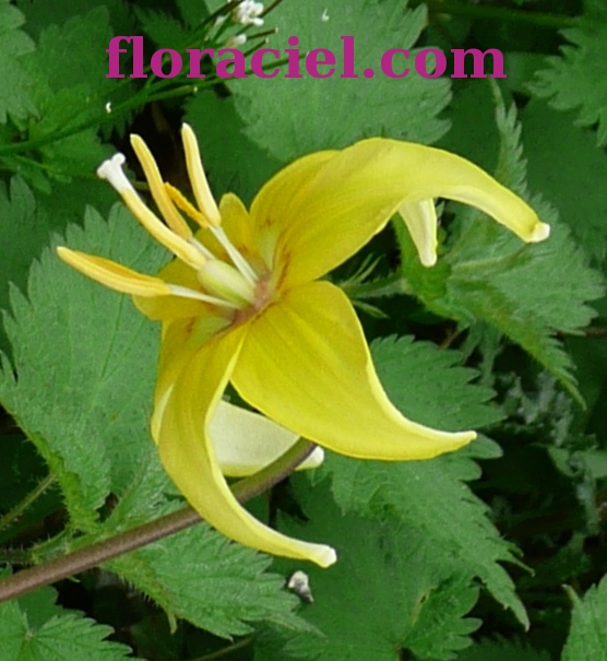 Erythronium jaune11