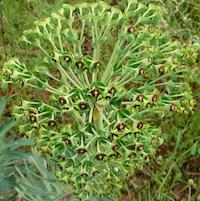 Euphorbe characias2