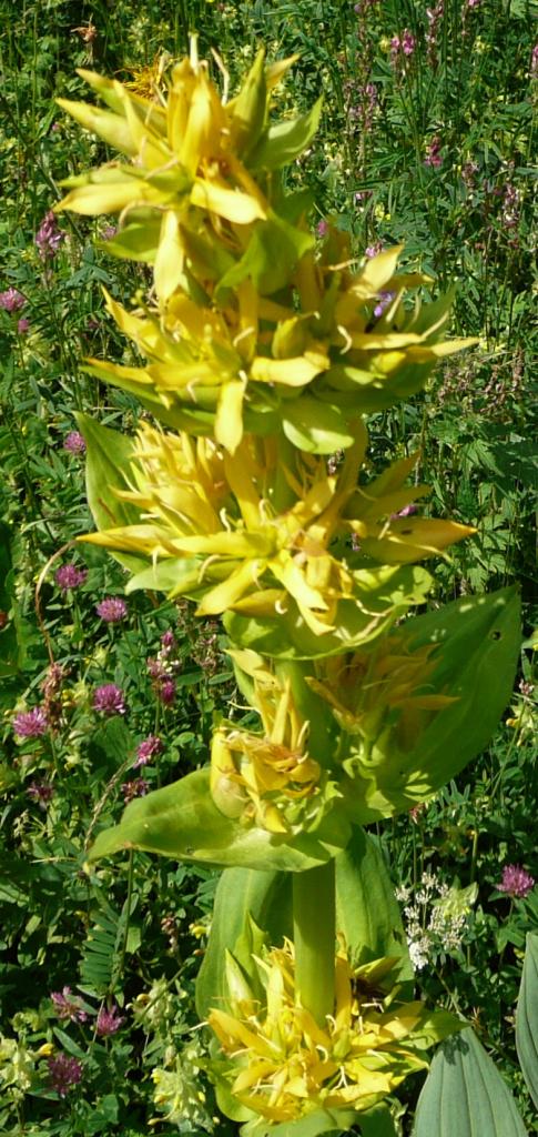 gentiana-lutea1.jpg