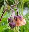 Geranium rivale