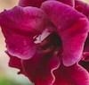 Gladiolus italicus