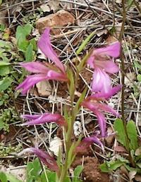Gladiolus italicus7
