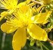 Hypericum