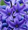 Jacinthe