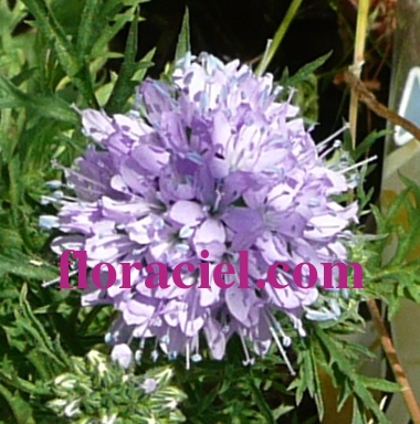Jasione1