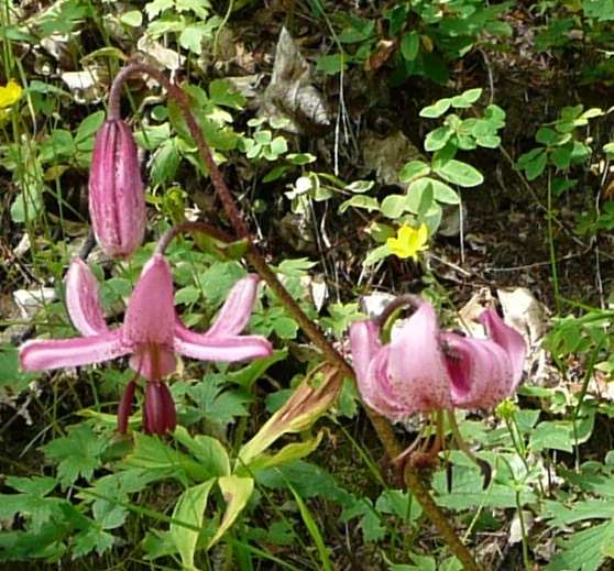 lilium-martagon.jpg