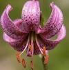 Lys martagon