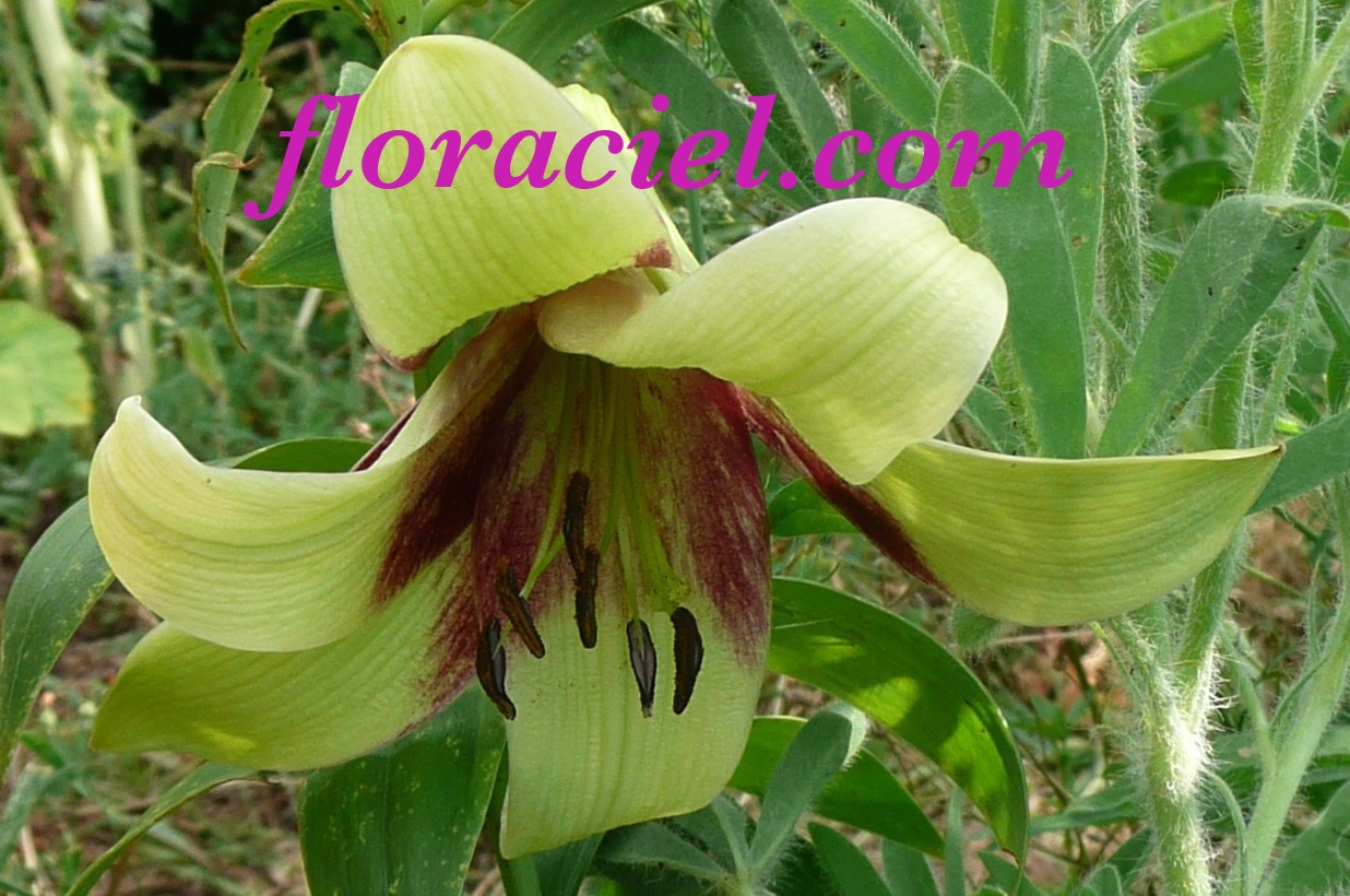 Lys nepalais0