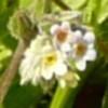 Myosotis7 arvensis