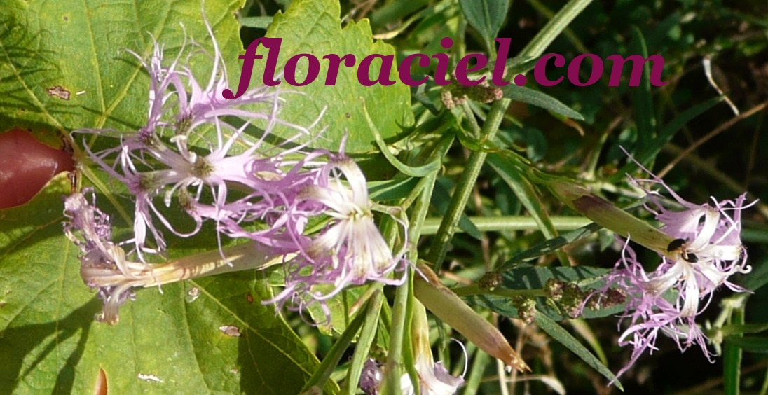 Oeillet chartreux0