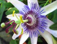 Passiflora caerulea passion flower