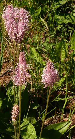 plantago-media2.jpg