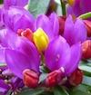 Polygala 1