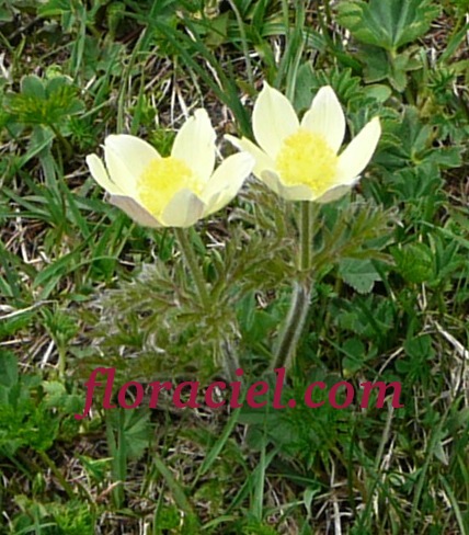 pulsatilla-alpina10.jpg