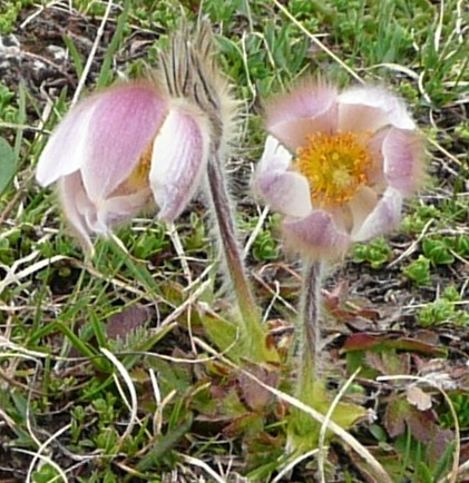 pulsatilla-vernalis1.jpg