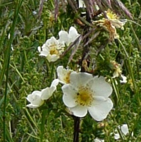 rosa-pimpinellifolia-12.jpg
