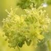 alchemille