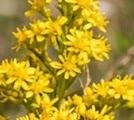 Solidage