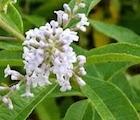 Verveine